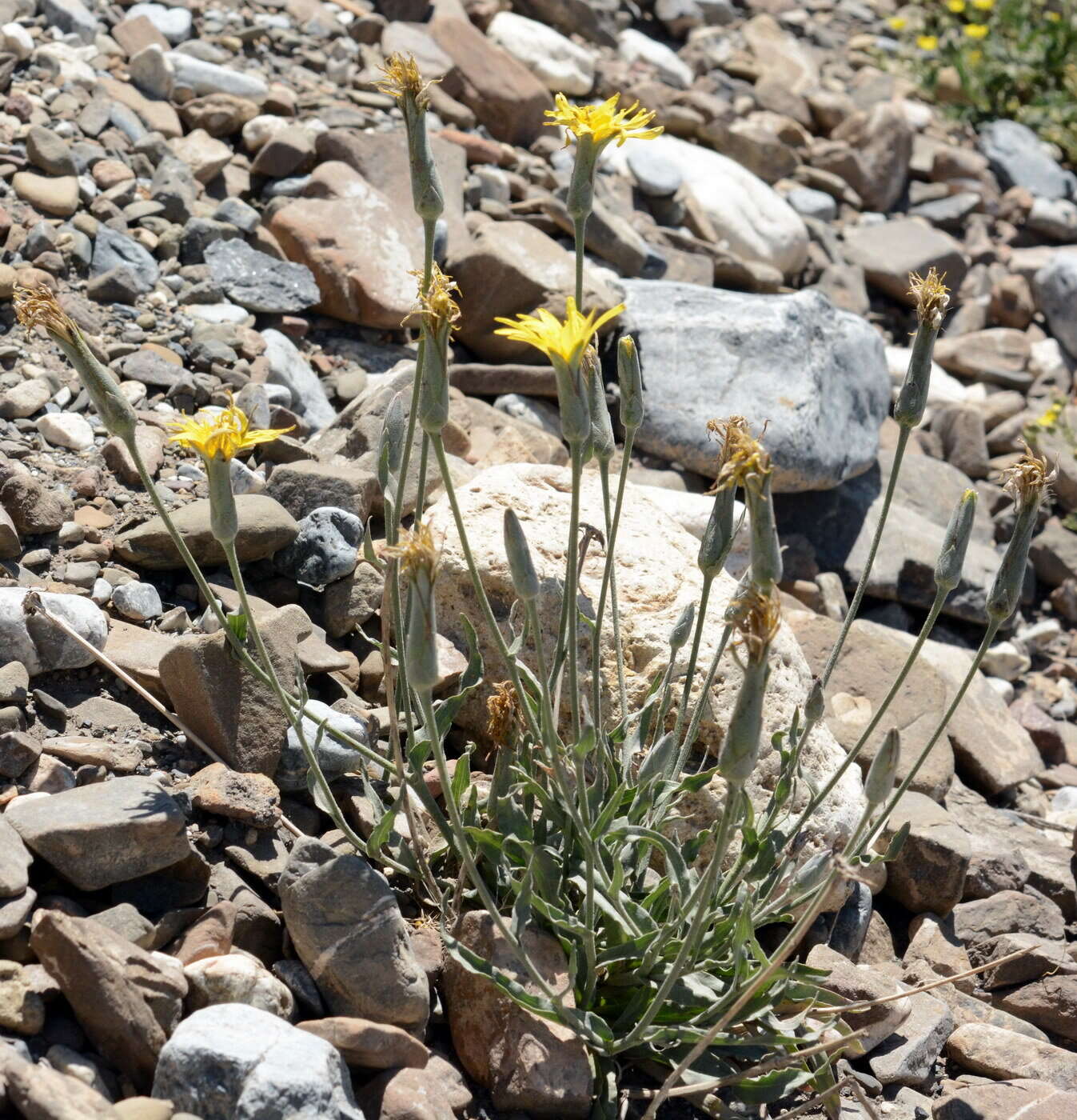 Image of Pseudopodospermum pubescens (DC.) Zaika, Sukhor. & N. Kilian