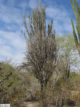 Image of Alluaudia dumosa (Drake) Drake