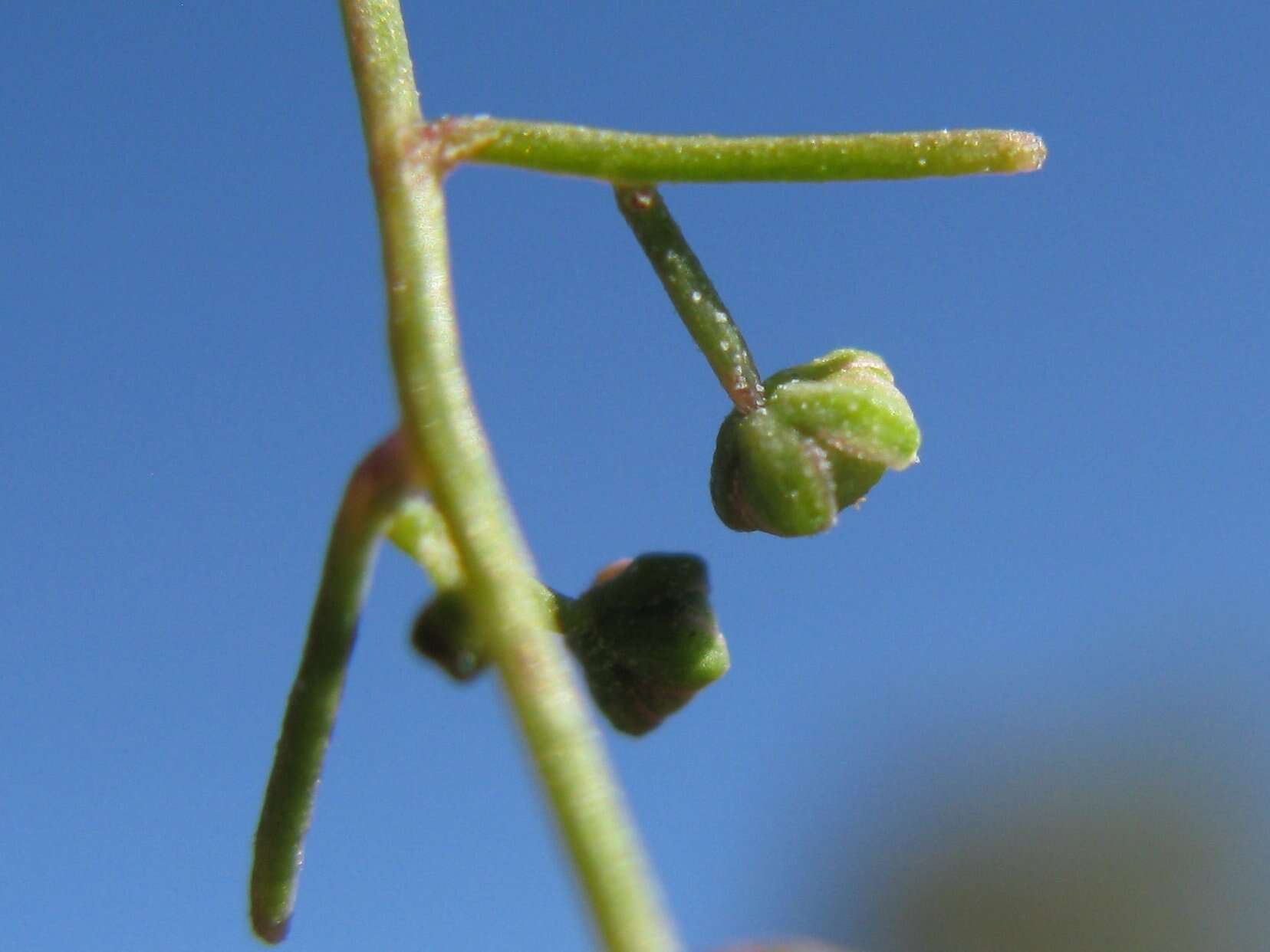 Plancia ëd Chenopodium nutans (R. Br.) S. Fuentes & Borsch