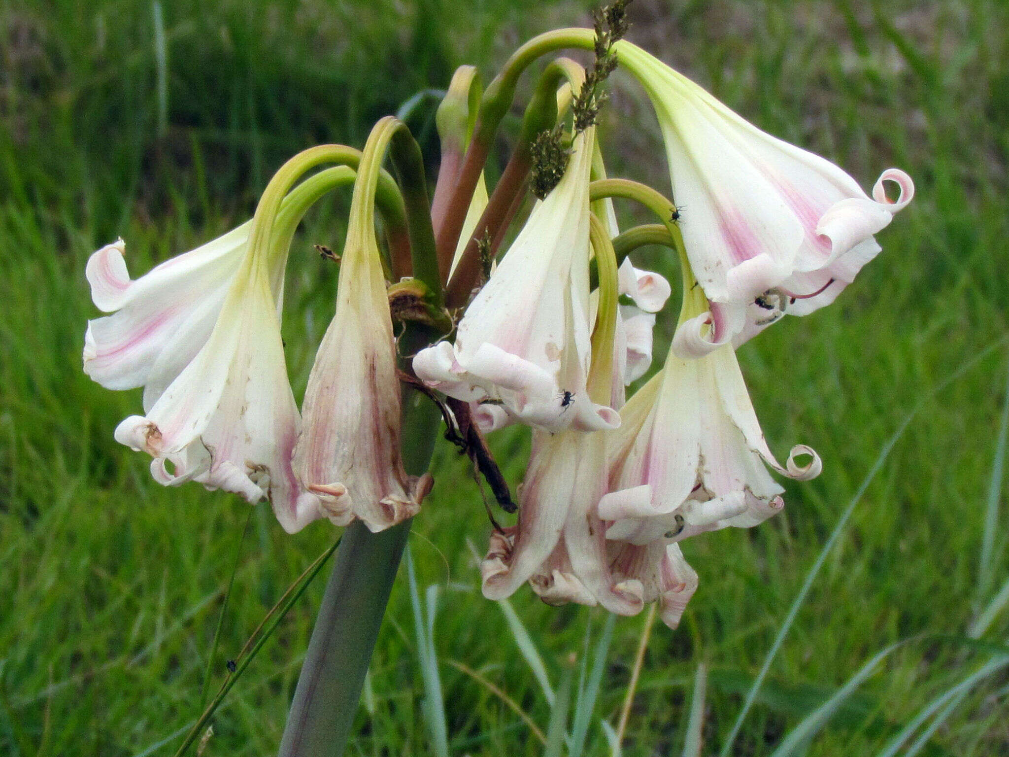 Image of Crinum lineare L. fil.