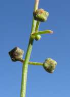 Plancia ëd Chenopodium nutans (R. Br.) S. Fuentes & Borsch