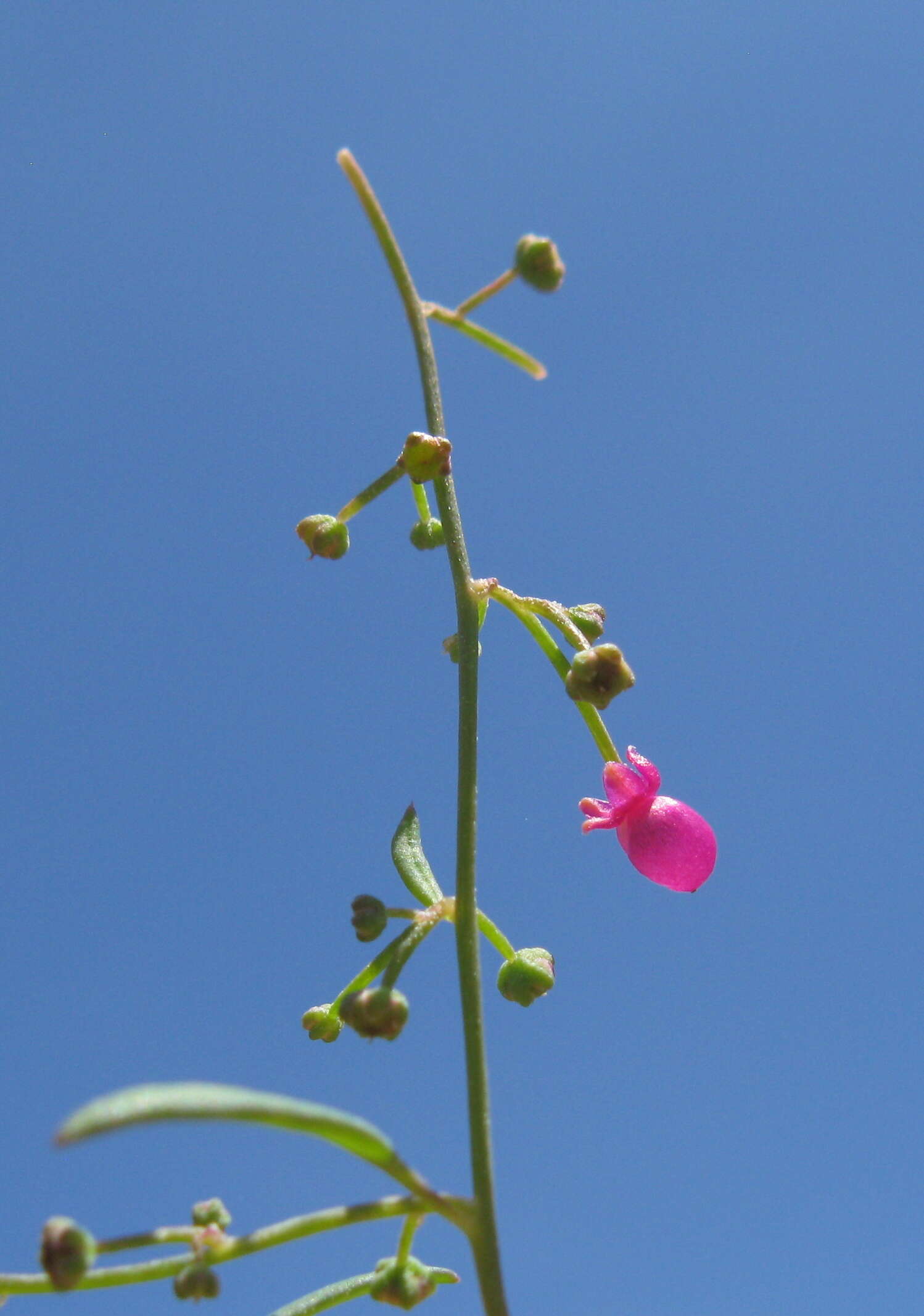 Plancia ëd Chenopodium nutans (R. Br.) S. Fuentes & Borsch