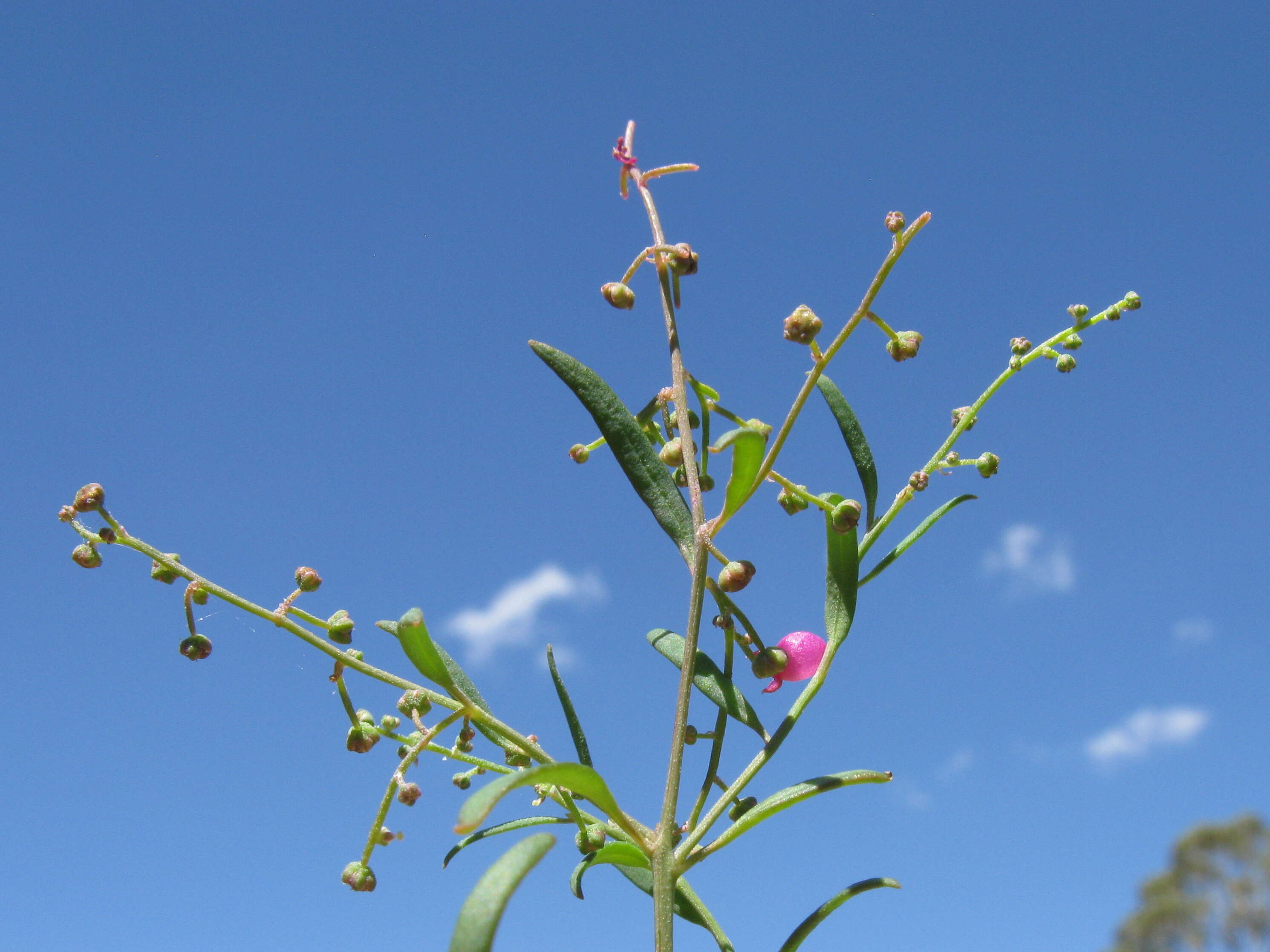 Plancia ëd Chenopodium nutans (R. Br.) S. Fuentes & Borsch