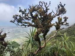 Image of Lehua Papa