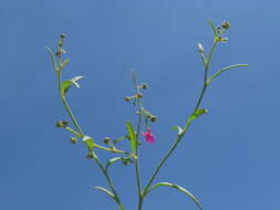 Plancia ëd Chenopodium nutans (R. Br.) S. Fuentes & Borsch