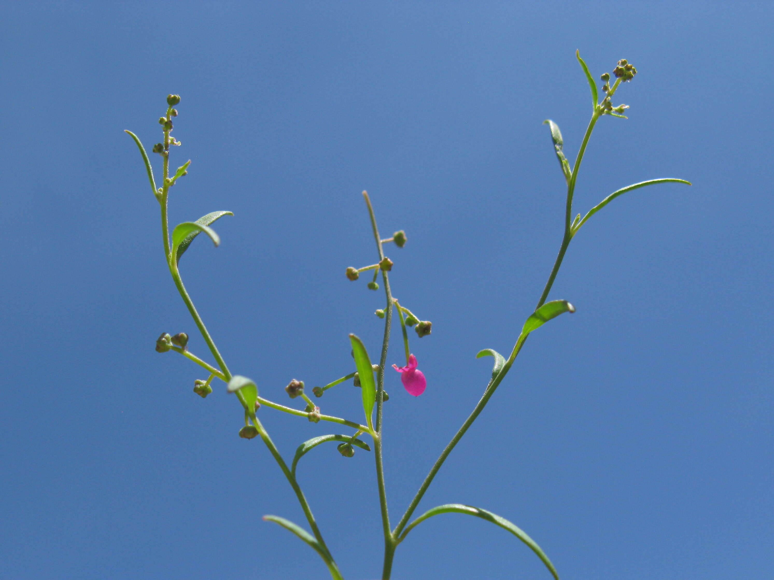 Plancia ëd Chenopodium nutans (R. Br.) S. Fuentes & Borsch