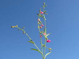 Plancia ëd Chenopodium nutans (R. Br.) S. Fuentes & Borsch