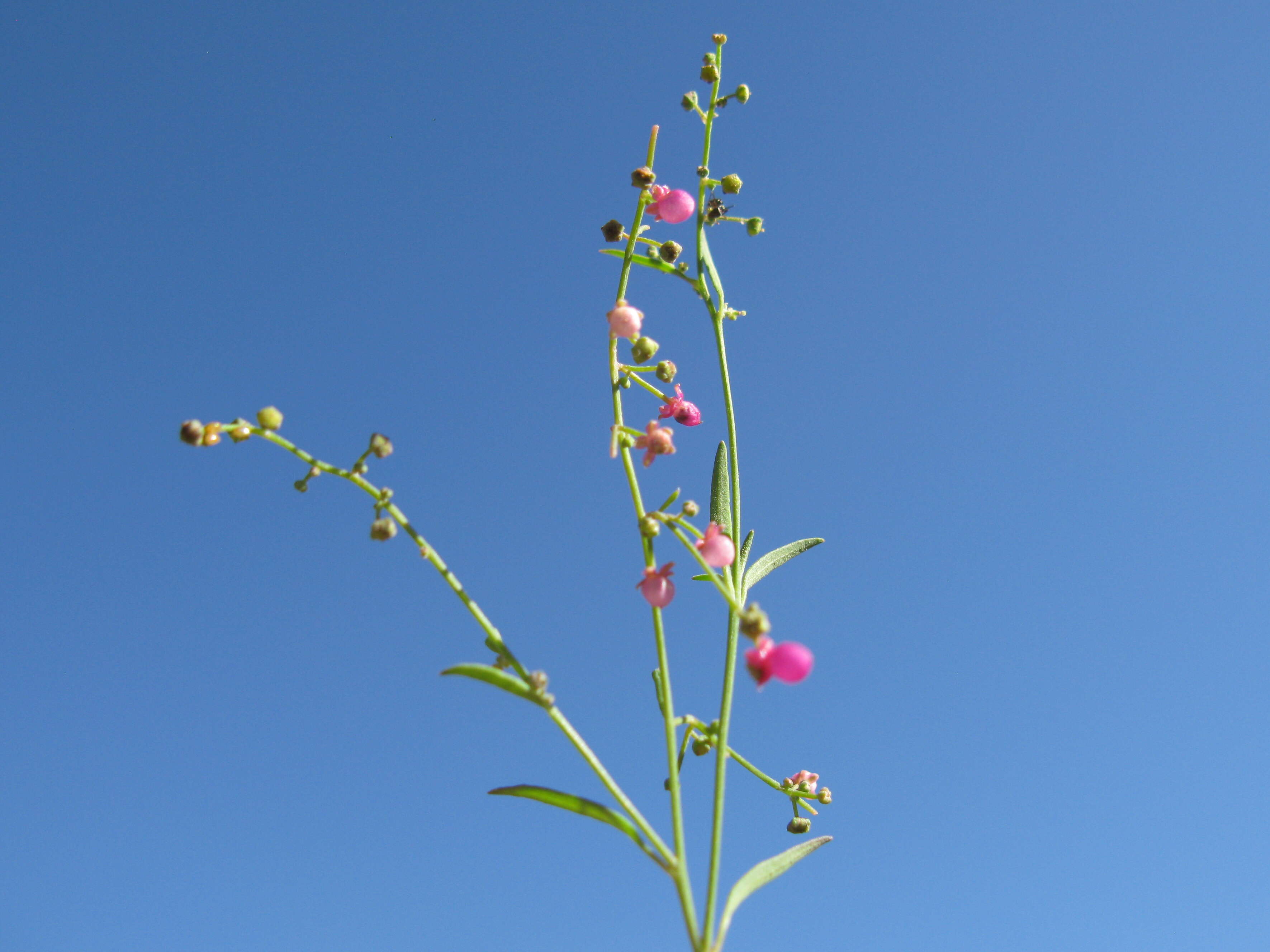 Plancia ëd Chenopodium nutans (R. Br.) S. Fuentes & Borsch