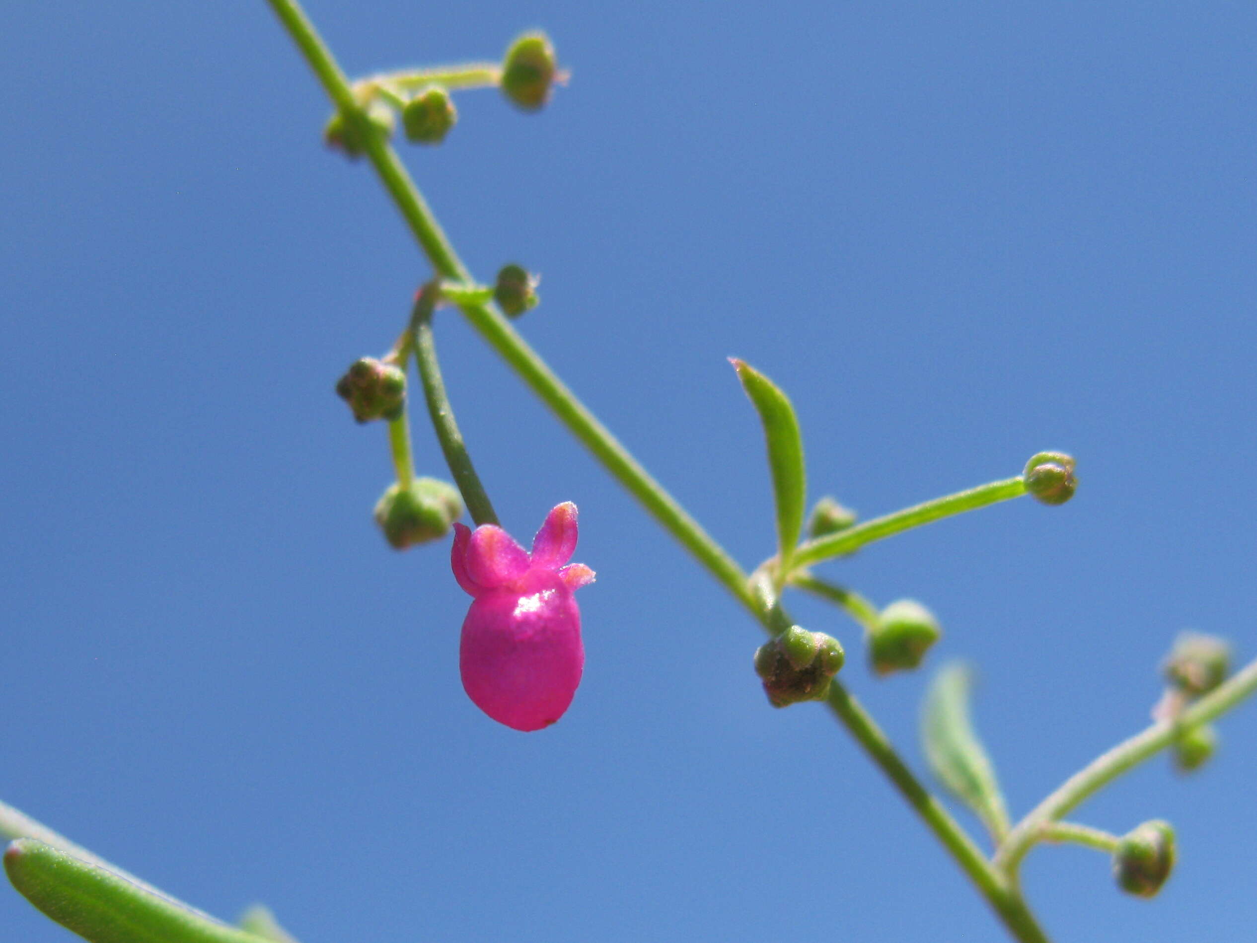 Plancia ëd Chenopodium nutans (R. Br.) S. Fuentes & Borsch