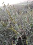 Image of Baconbush