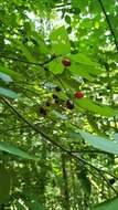 Image of blackfruit dogwood