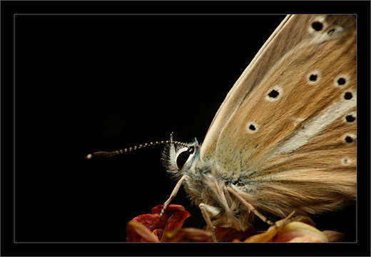 Image of Polyommatus damon