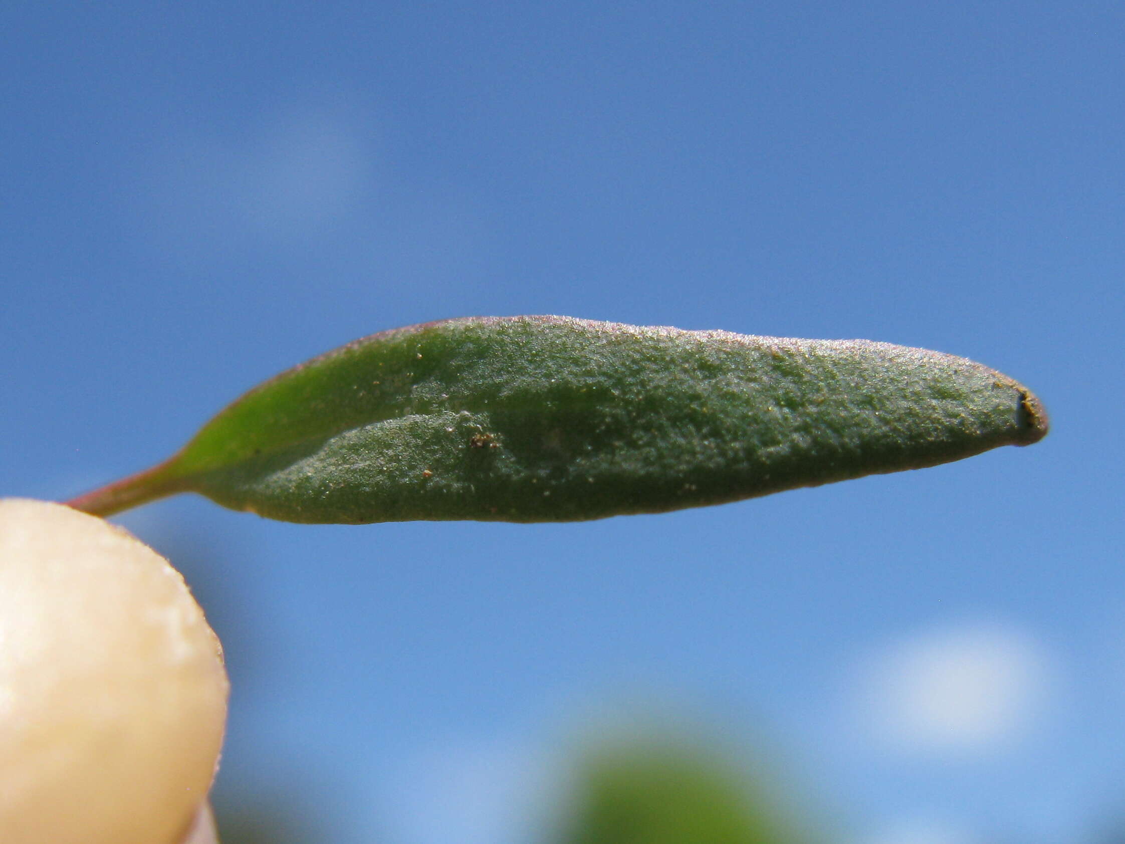 Plancia ëd Chenopodium nutans (R. Br.) S. Fuentes & Borsch