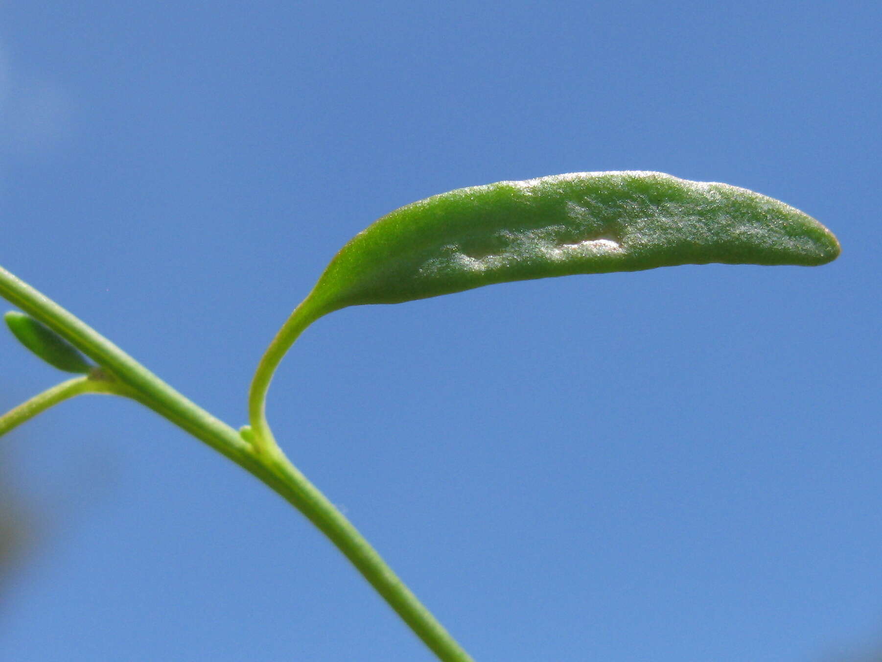 Plancia ëd Chenopodium nutans (R. Br.) S. Fuentes & Borsch