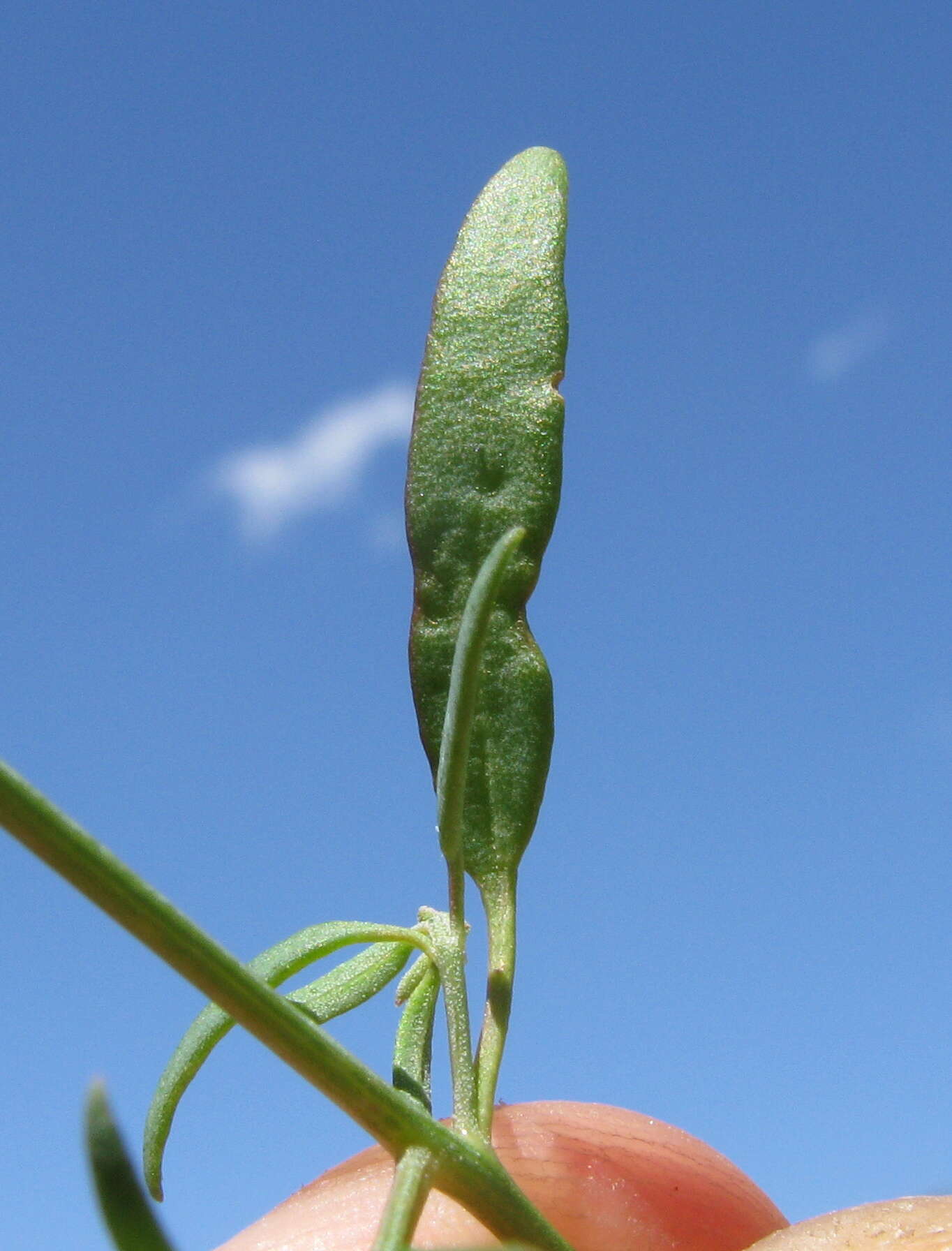 Plancia ëd Chenopodium nutans (R. Br.) S. Fuentes & Borsch