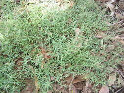 Plancia ëd Chenopodium nutans (R. Br.) S. Fuentes & Borsch