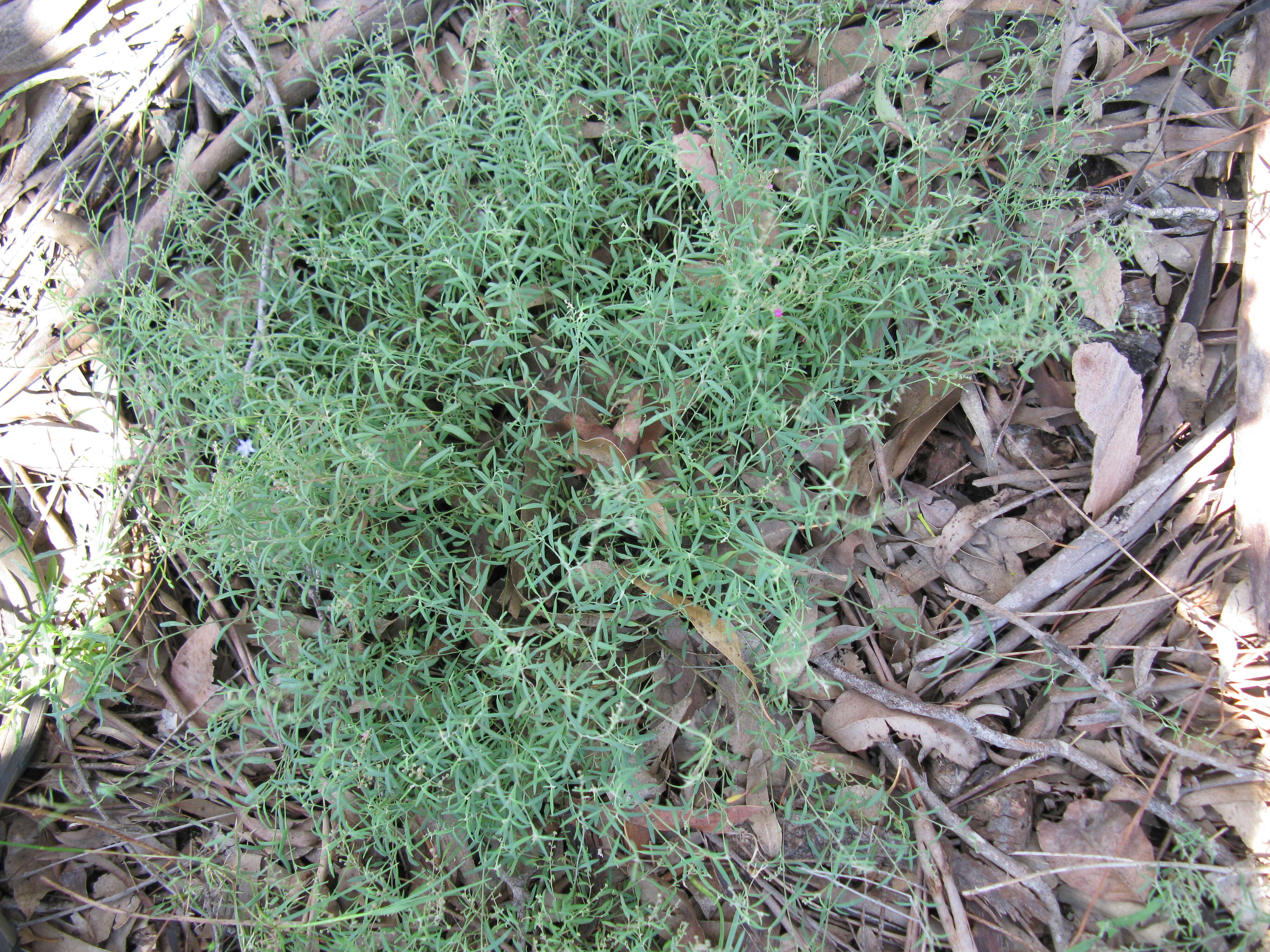 Plancia ëd Chenopodium nutans (R. Br.) S. Fuentes & Borsch