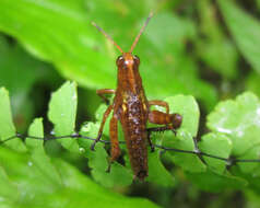 Image of Agriacris aequatoriana (Bolívar & I. 1909)