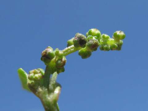 Plancia ëd Chenopodium nutans (R. Br.) S. Fuentes & Borsch