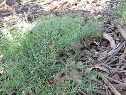 Plancia ëd Chenopodium nutans (R. Br.) S. Fuentes & Borsch