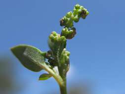 Plancia ëd Chenopodium nutans (R. Br.) S. Fuentes & Borsch