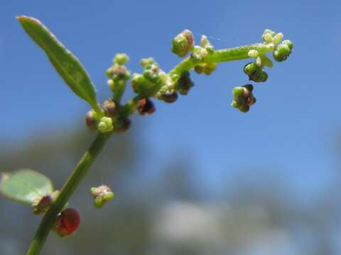 Plancia ëd Chenopodium nutans (R. Br.) S. Fuentes & Borsch