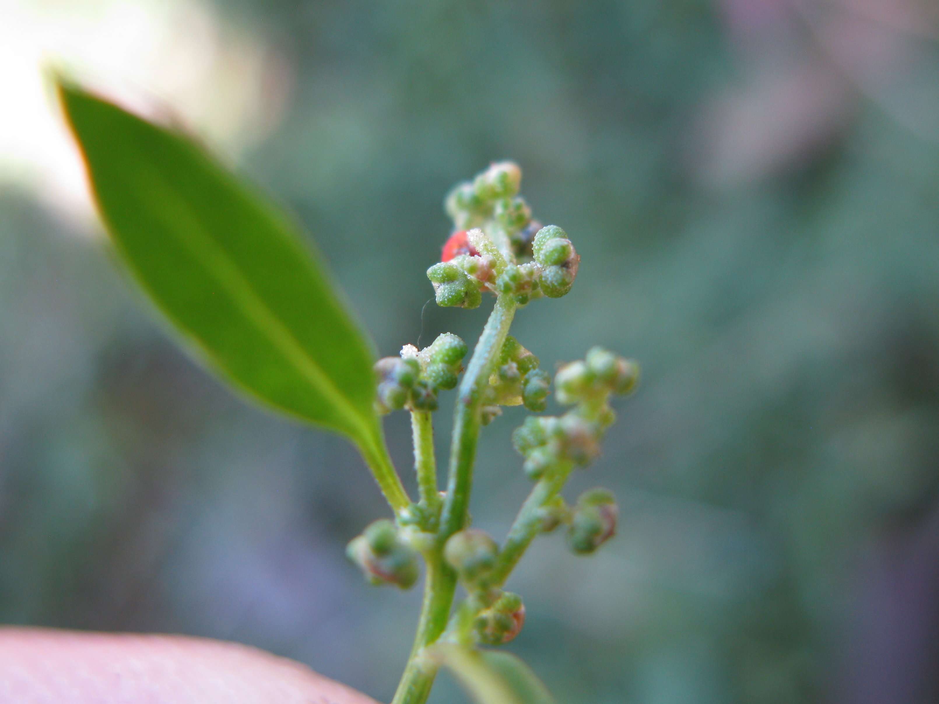 Plancia ëd Chenopodium nutans (R. Br.) S. Fuentes & Borsch