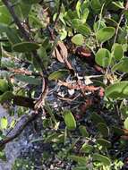 Image of shagbark manzanita