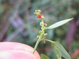 Plancia ëd Chenopodium nutans (R. Br.) S. Fuentes & Borsch