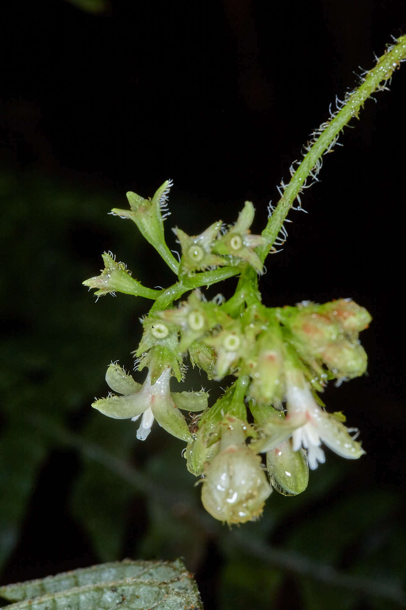 Hoffmannia phoenicopoda K. Schum. resmi