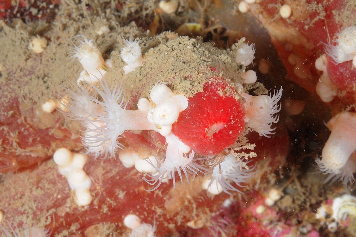 Image of white cluster anemone