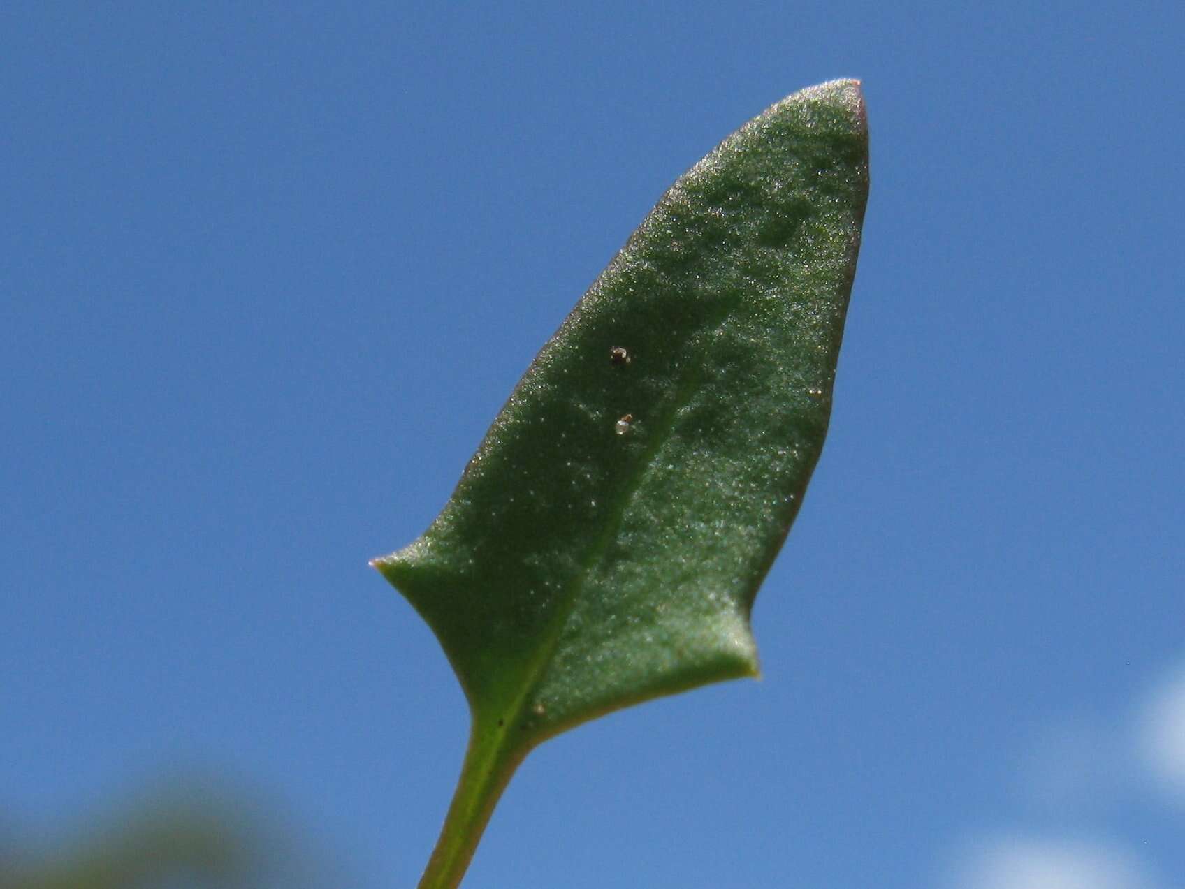 Plancia ëd Chenopodium nutans (R. Br.) S. Fuentes & Borsch