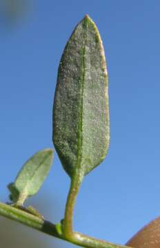 Plancia ëd Chenopodium nutans (R. Br.) S. Fuentes & Borsch