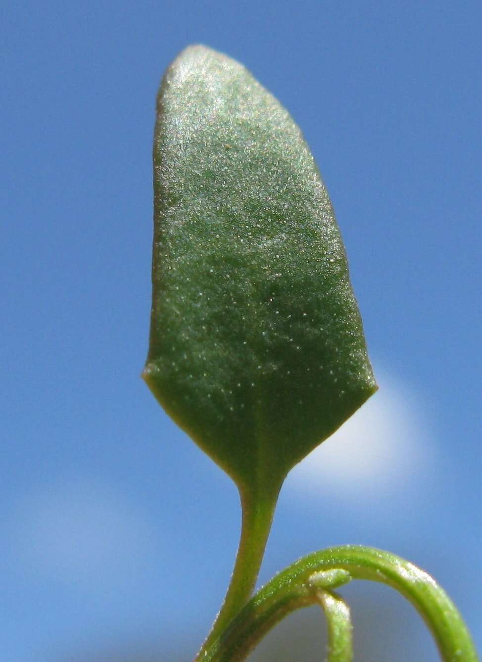 Plancia ëd Chenopodium nutans (R. Br.) S. Fuentes & Borsch