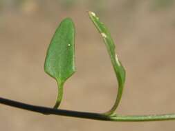 Plancia ëd Chenopodium nutans (R. Br.) S. Fuentes & Borsch