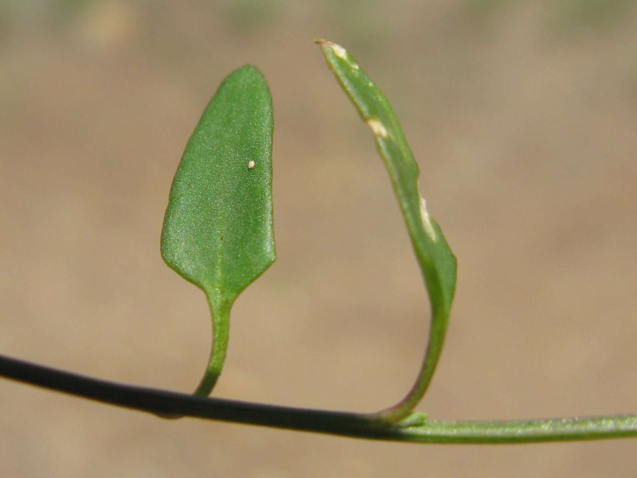 Plancia ëd Chenopodium nutans (R. Br.) S. Fuentes & Borsch