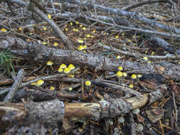 Mycena oregonensis A. H. Sm. 1936的圖片