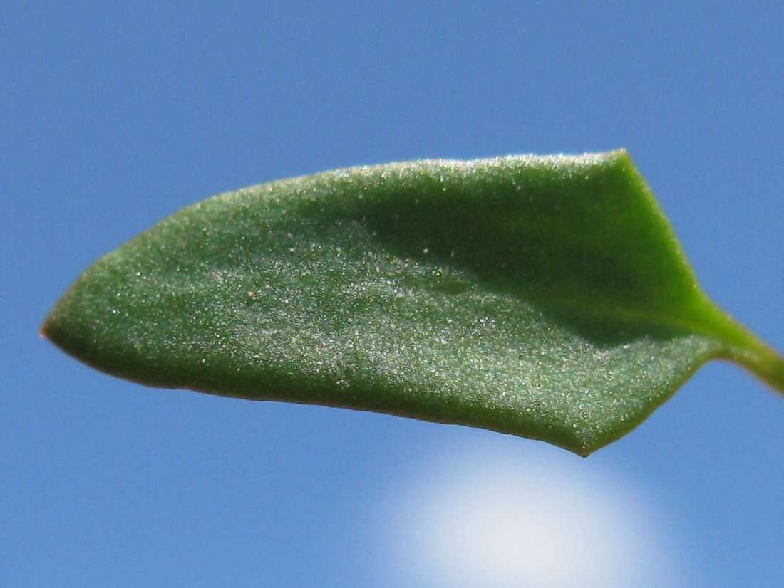 Plancia ëd Chenopodium nutans (R. Br.) S. Fuentes & Borsch