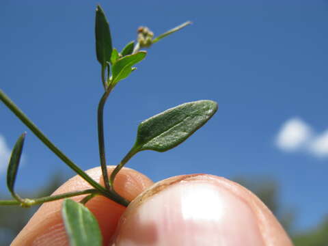 Plancia ëd Chenopodium nutans (R. Br.) S. Fuentes & Borsch