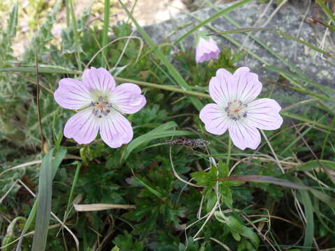 Image of Geranium hayatanum Ohwi