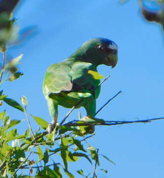 Image of Amazona albifrons saltuensis Nelson 1899