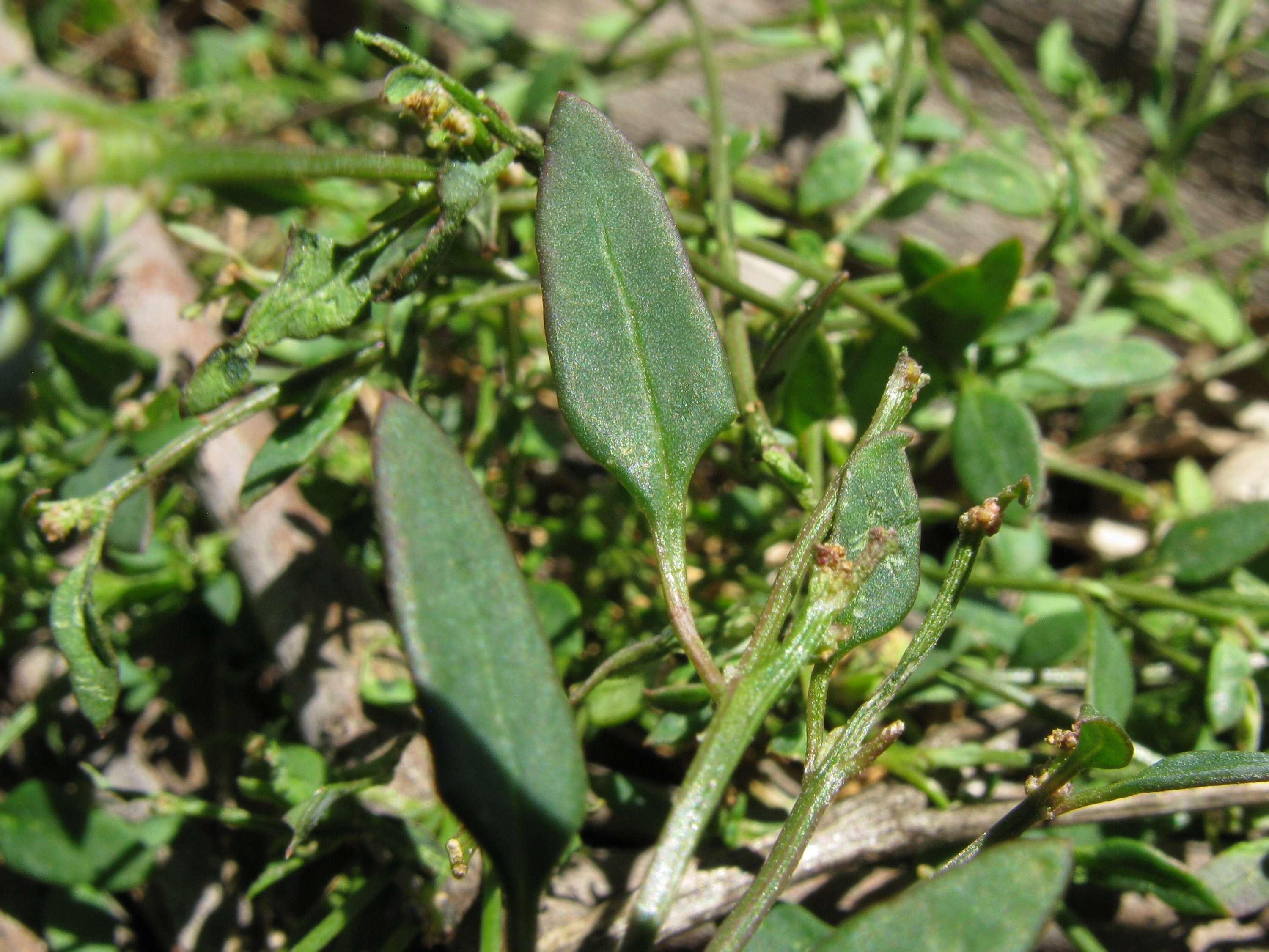 Plancia ëd Chenopodium nutans (R. Br.) S. Fuentes & Borsch