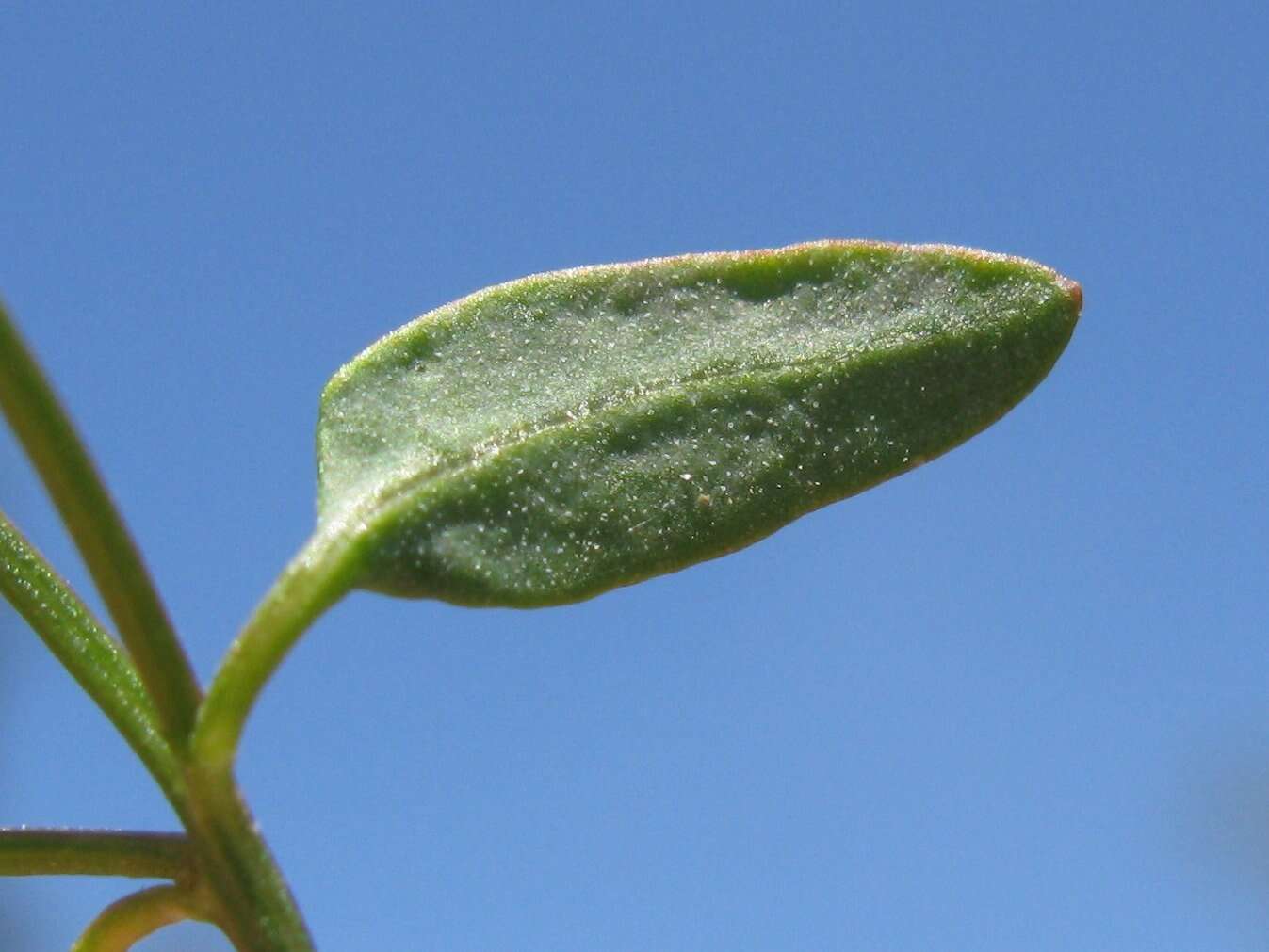 Plancia ëd Chenopodium nutans (R. Br.) S. Fuentes & Borsch