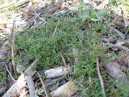 Plancia ëd Chenopodium nutans (R. Br.) S. Fuentes & Borsch