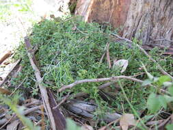 Plancia ëd Chenopodium nutans (R. Br.) S. Fuentes & Borsch