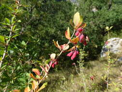 Image of Berberis vulgaris subsp. vulgaris