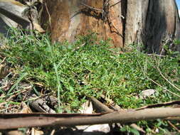 Plancia ëd Chenopodium nutans (R. Br.) S. Fuentes & Borsch