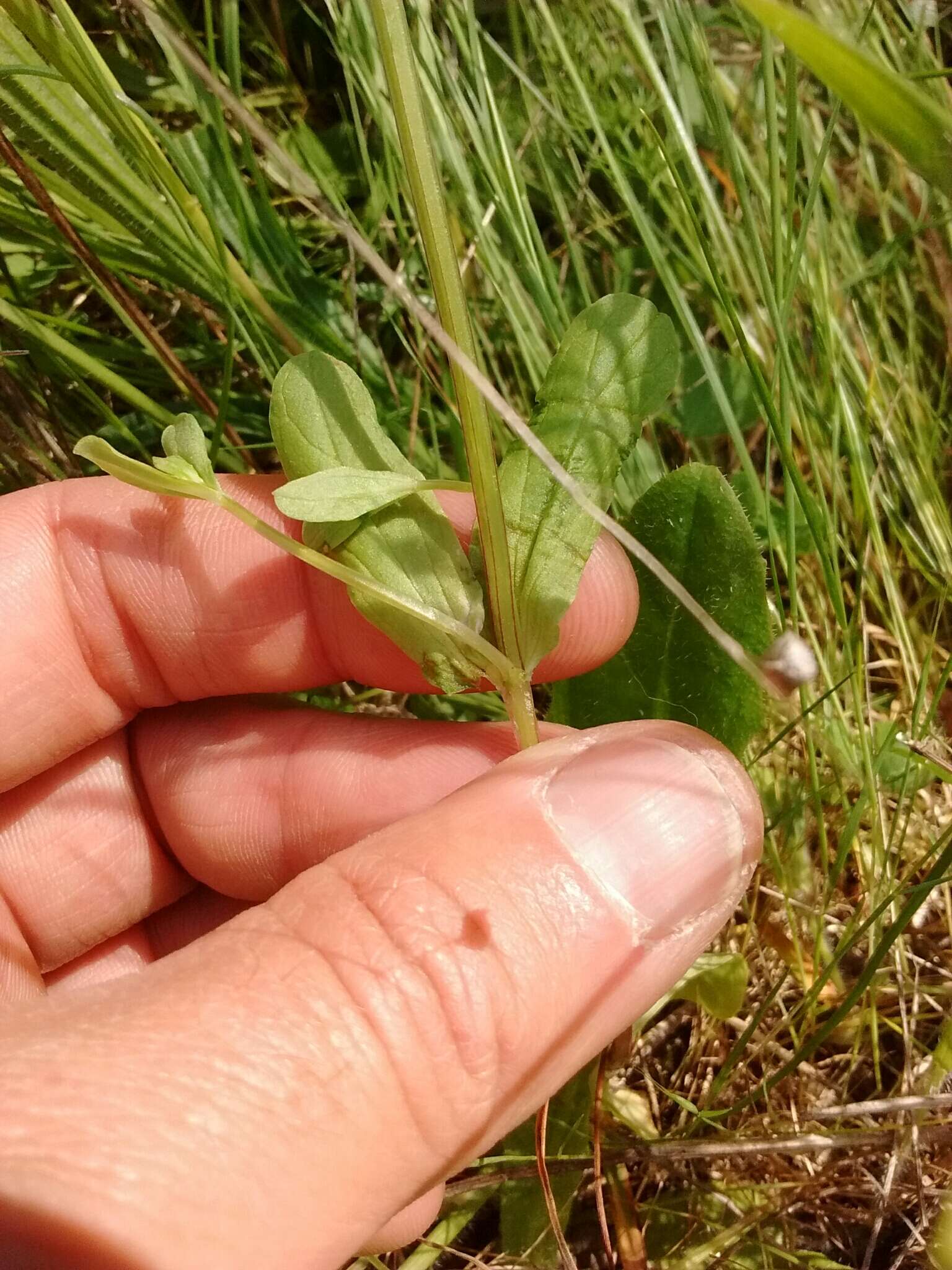 Слика од Valeriana congesta (Lindl.) Byng & Christenh.