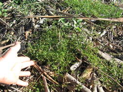 Plancia ëd Chenopodium nutans (R. Br.) S. Fuentes & Borsch