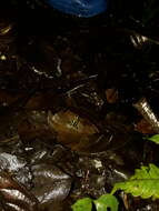 Image of Zimmermann's Poison Frog